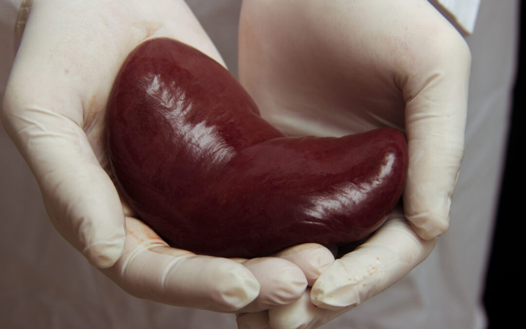 Kidney Transplant: What to Expect Throughout the Entire Process